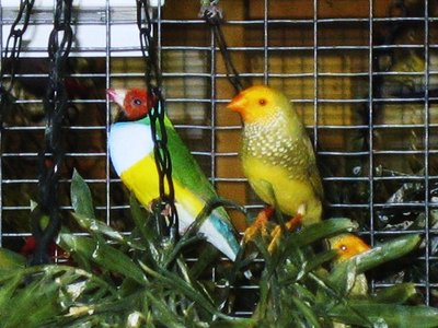 Gouldian Male (Yep Candace) &amp; Yellow Faced Star