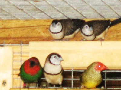 Gang of Aussie's