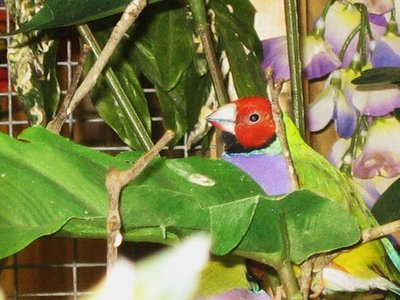 Female Gouldian (again yep Candace)