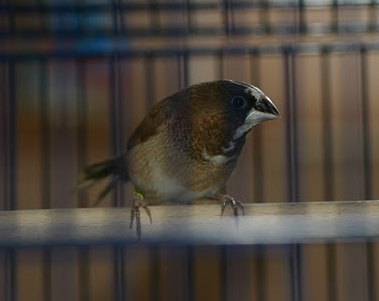 the female