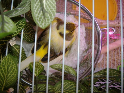 Ladybird in Nest