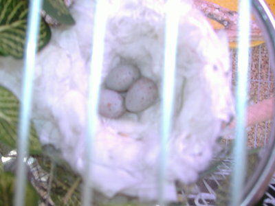 Ladybirds eggs
