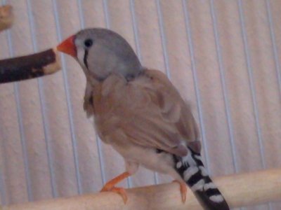 finch.jpg
