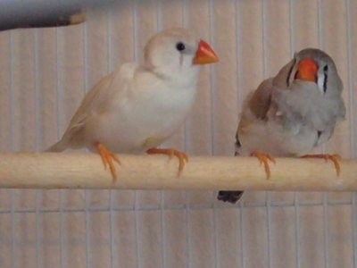 finches2.jpg