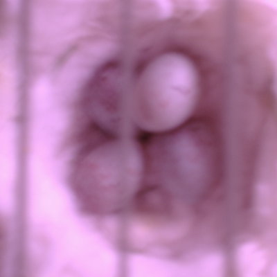 4 eggs