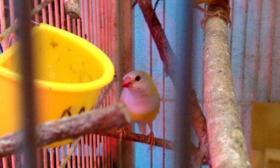 YELLOW HEN.jpg