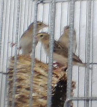 finch1.jpg