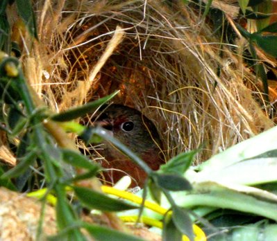 BB FF Hen in Nest on Branch Apr 2011.jpg