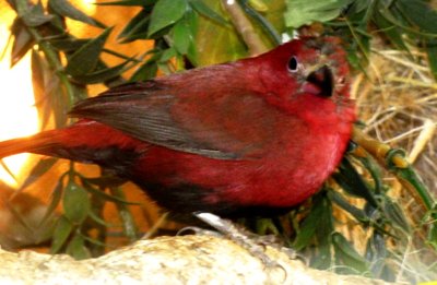 BB Firefinch Male on Guard Apr 2011.jpg