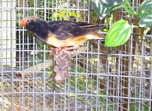 Male Straw-tail Whydah
