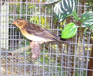Female Straw-tail Whydah