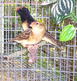 Male &amp; Female Straw-tail Whydah