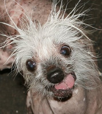 funny_ugly_dogs_02.jpg