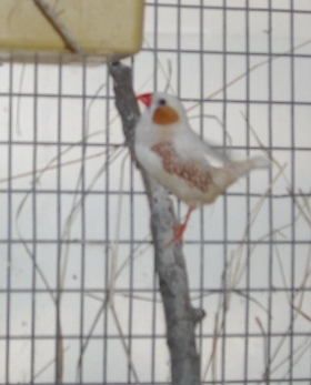 Florida Fancy Male