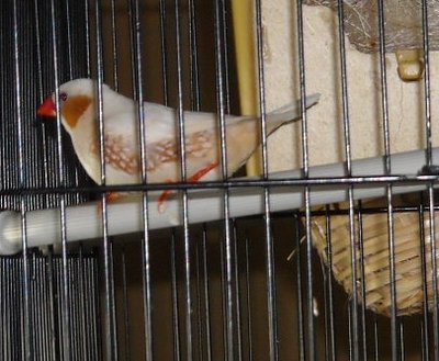 Florida Fancy Male