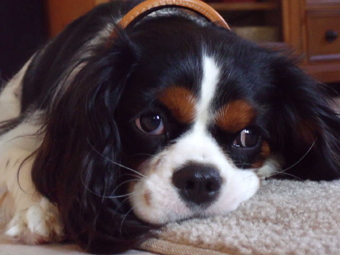 zoe close up my favorite.jpg