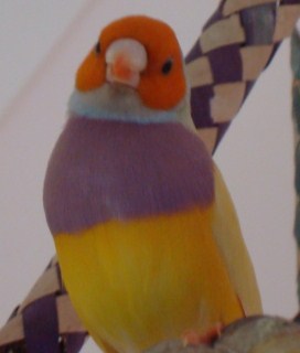 My beloved Mario