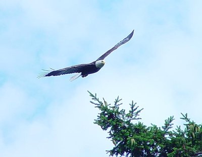 bald eagle flying 6-03.jpg
