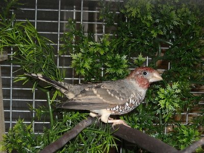 Male Red Head Finch