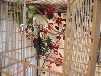 apple blossom cage (shot b).jpg