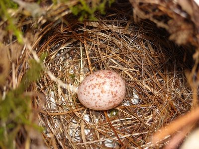 House Wren Egg