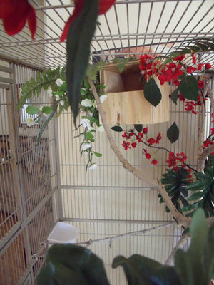 apple blossom cage (shot d).jpg