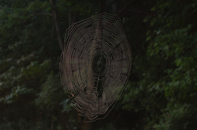 spiders webb.jpg