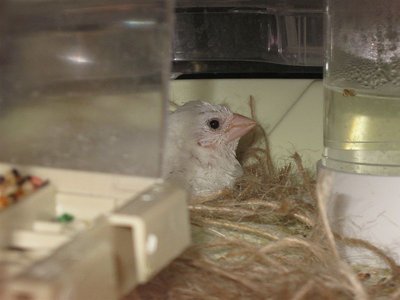 tiny tim is building a nest 004.jpg