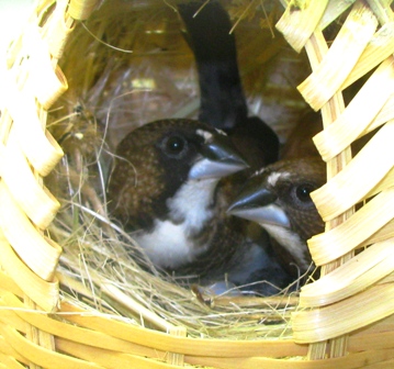 Pecan and Praline give me the 'Stink Eye.' (I've just put the baby back in after photos).