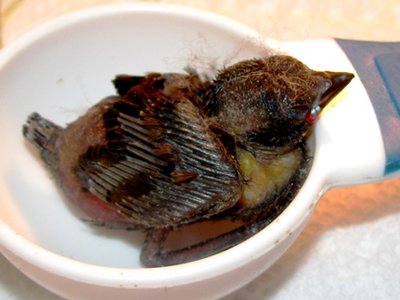 He has pinfeathers all over and is losing his topknot he had when he was a baby... so far all his feathers are black...