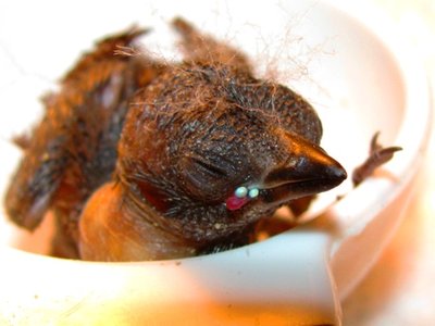 Baby Blackbelly shows off his pearls.