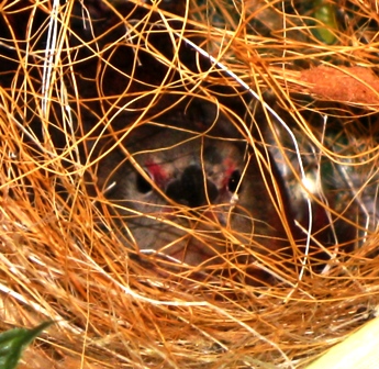 Here is a close-up of Mama Blackbelly in her new nest.  Papa is foraging for more feathers...