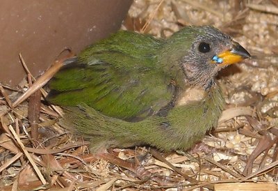 Parrot Finch fledged 5.16.11