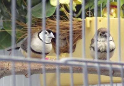 5-17 fledgeling and dad.jpg