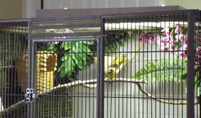 5-17 Green singers two nests.jpg