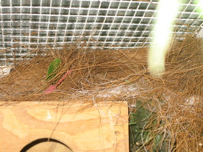 Nest on a nest