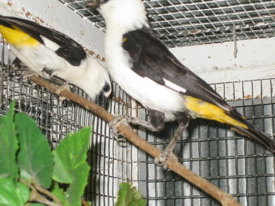 Pair of Buffalo Weavers