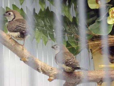 5-18 Mr Serious baby owls.jpg