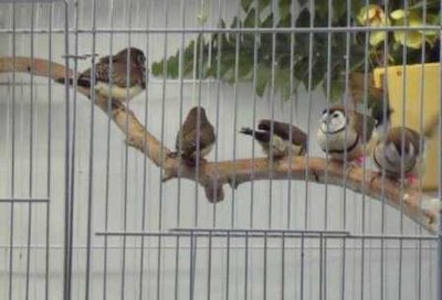 5-18 owl fledglings third clutch 3 of 4.jpg