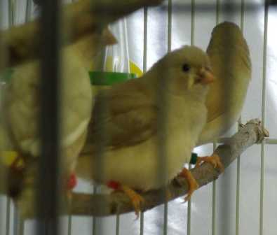 5-18 FF male-fawn female offspring 2.jpg