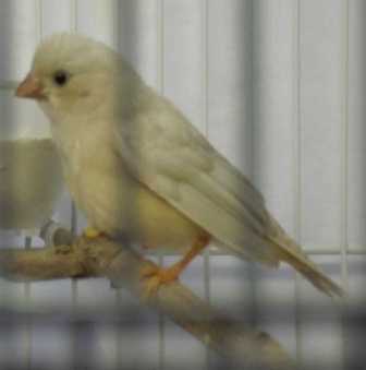 5-18 FF male-fawn female offspring 2.pic 3.jpg