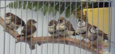5-20 Owl family.jpg