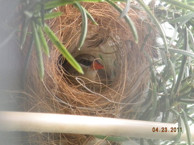 Strawberry hen in nest.