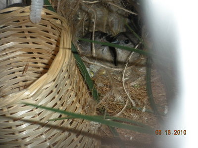 Finch-built nest with Strawberry babies.