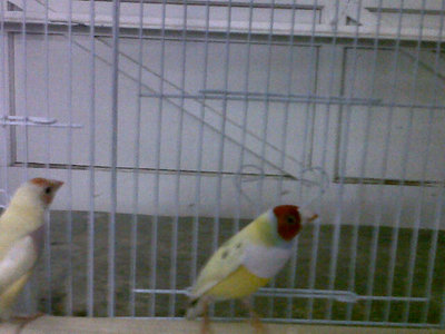IMG00071-20110522-1622.jpg