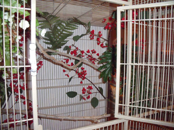 current cage 2.jpg