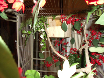 current cage 1.jpg