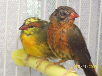 Pied male Goldbreast and male Strawberry.