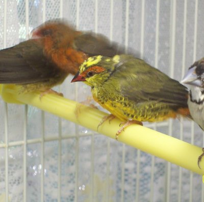 Pied male Goldbreast and male Strawberry