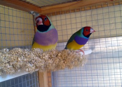 finches small.jpg